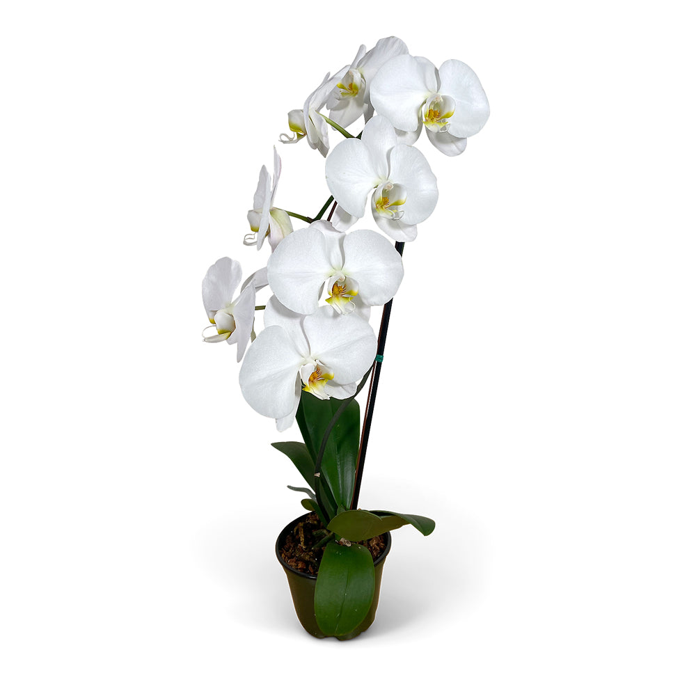 Orchids deals near me