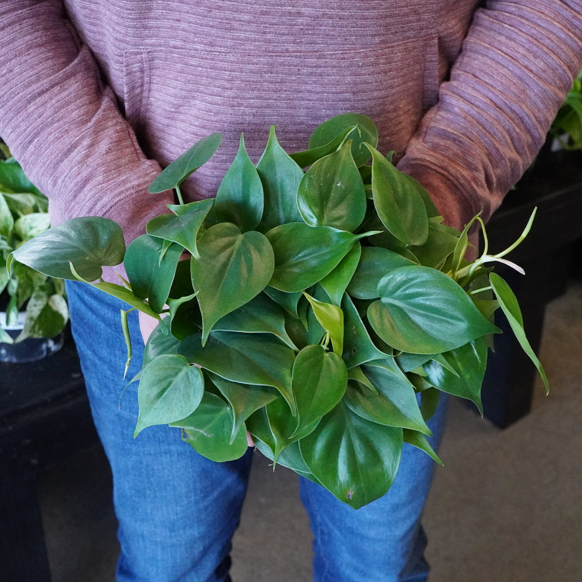 philodendron cordatum seedlings Philodendron cordatum 6"