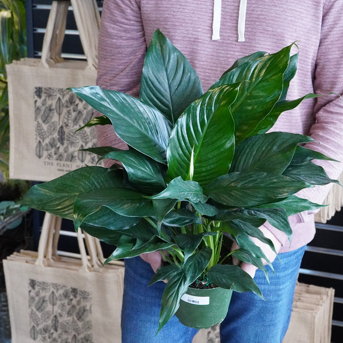 Plants The Plant Hatch