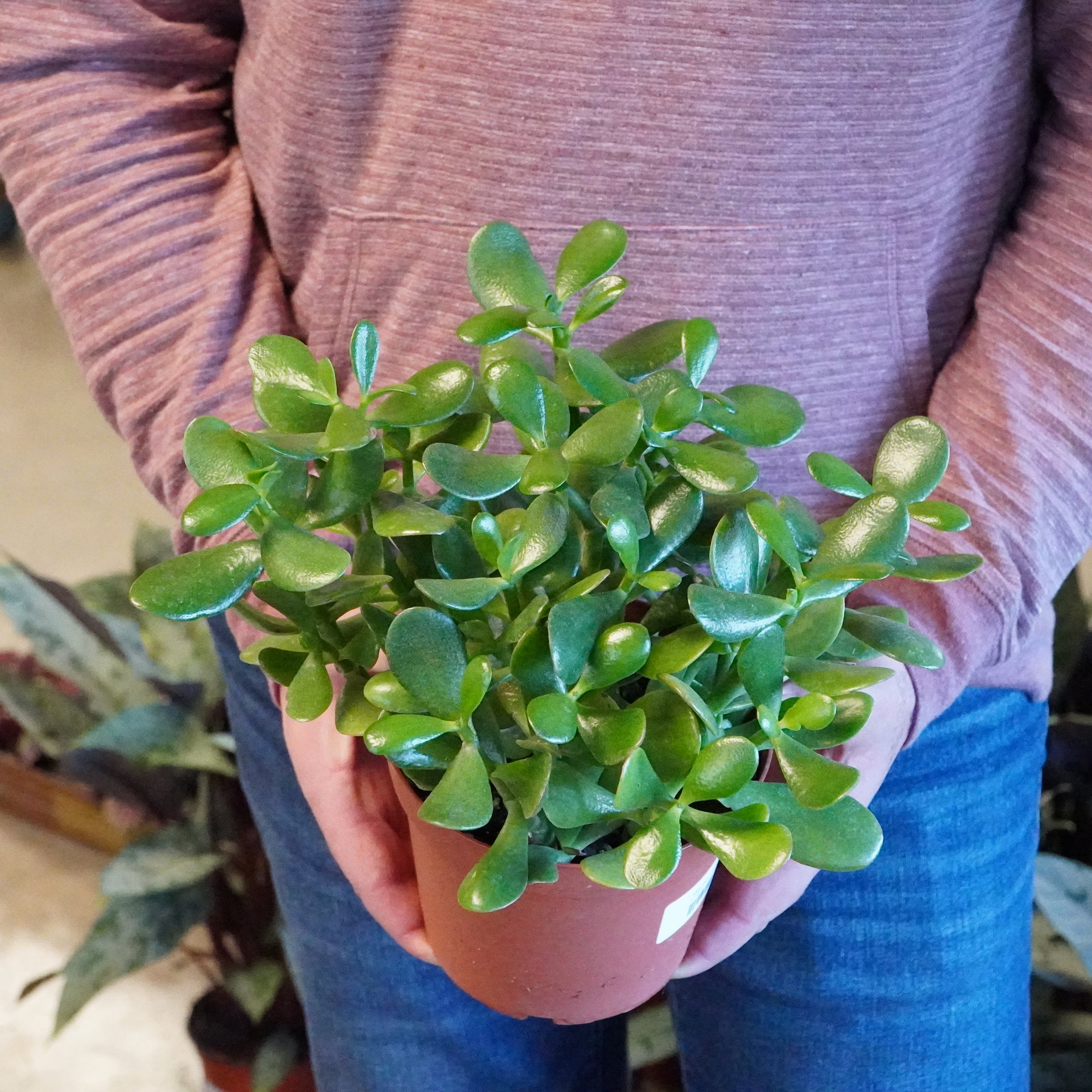 is jade plant a lucky plant Jade Plant