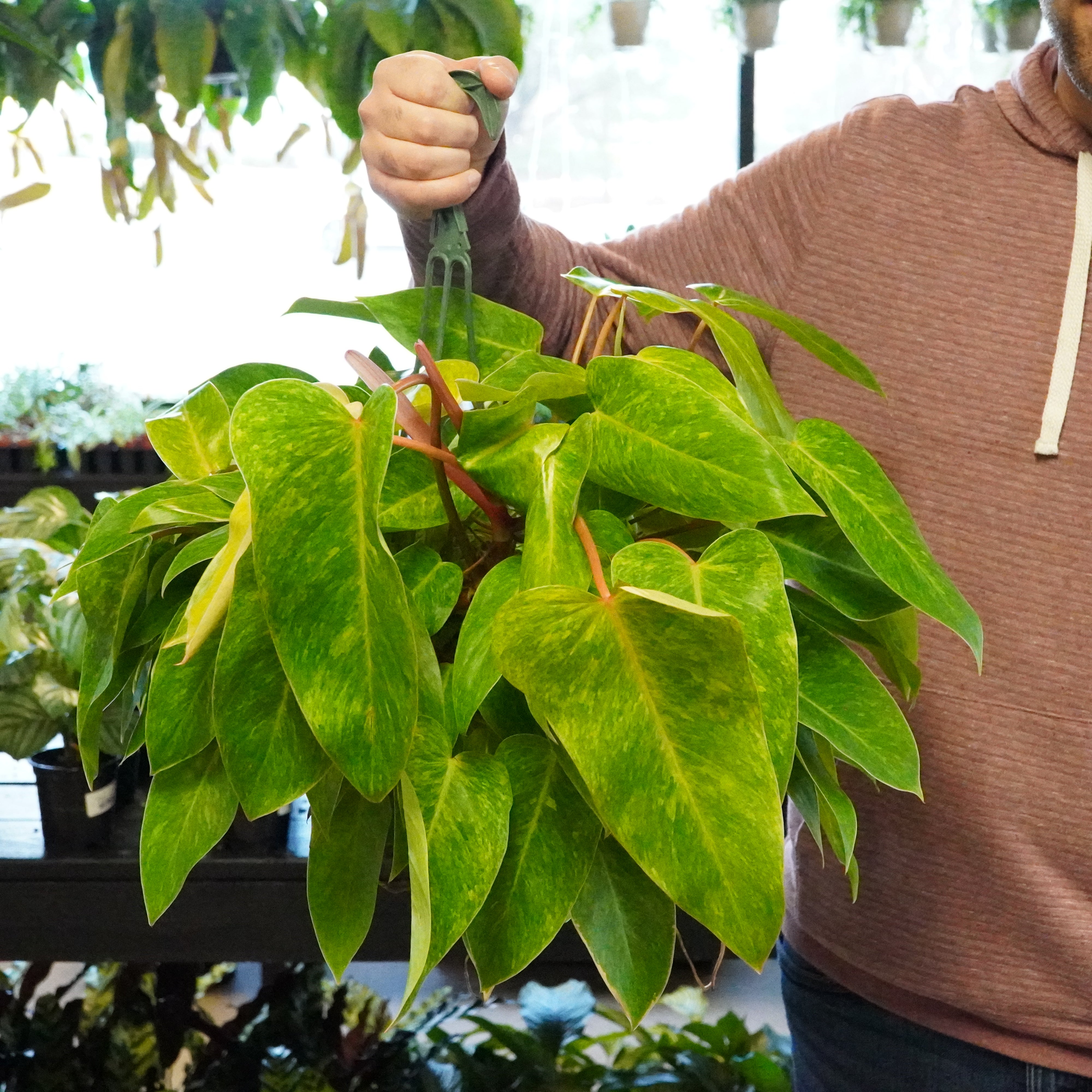 Philodendron 'Painted store Lady'