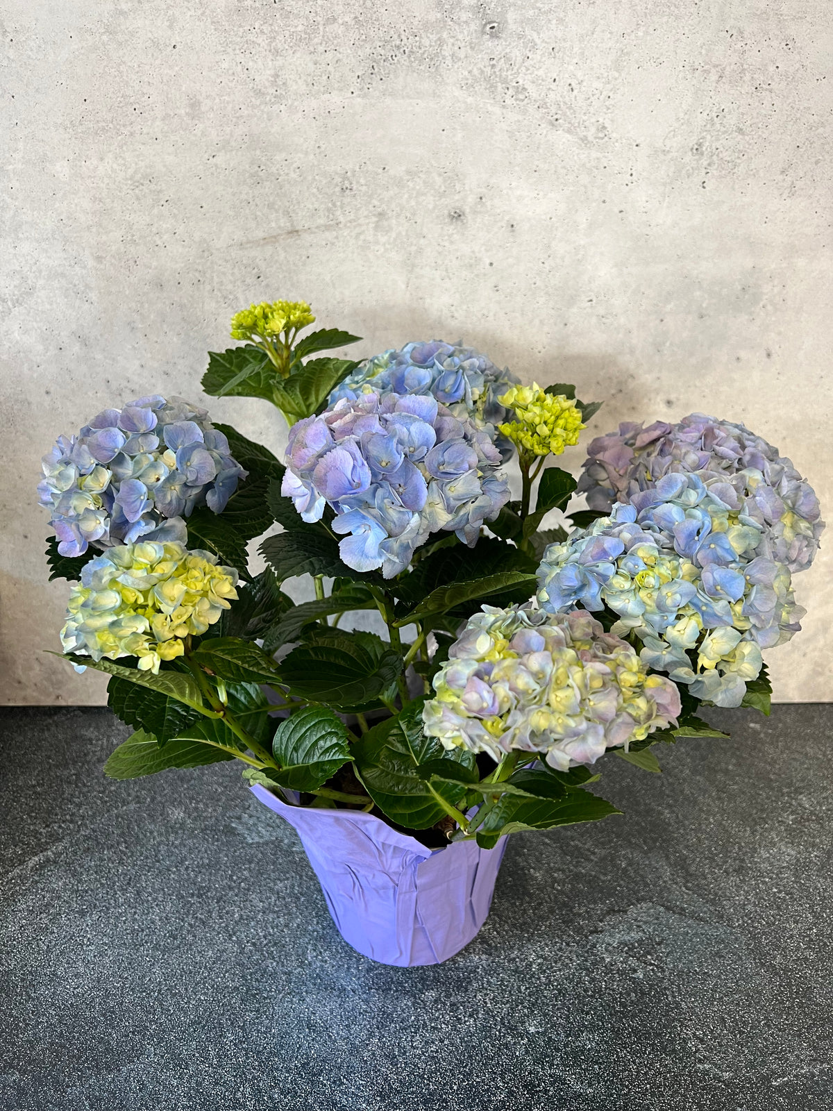 Blue Hydrangea Plant