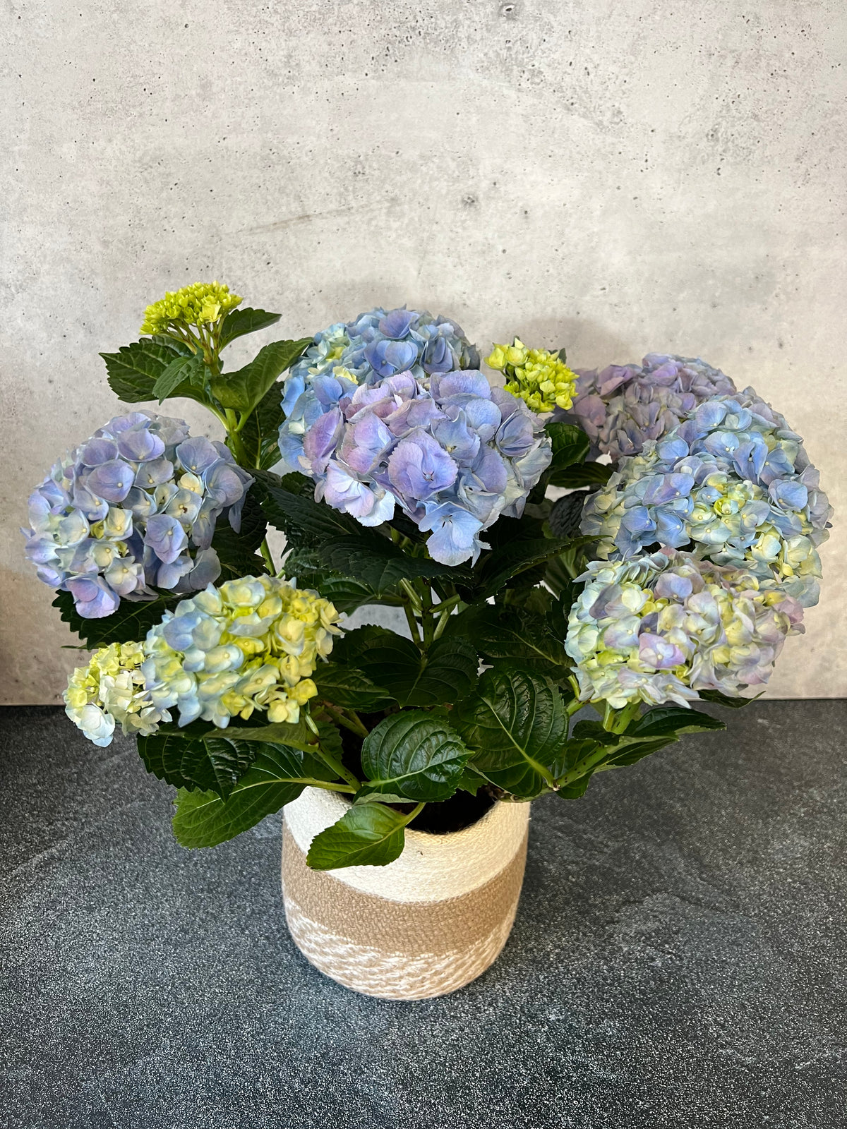 Blue Hydrangea Plant