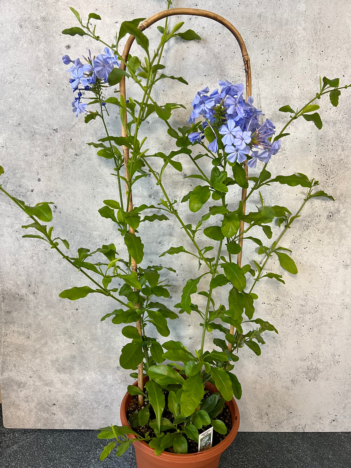 Tropical Plumbago