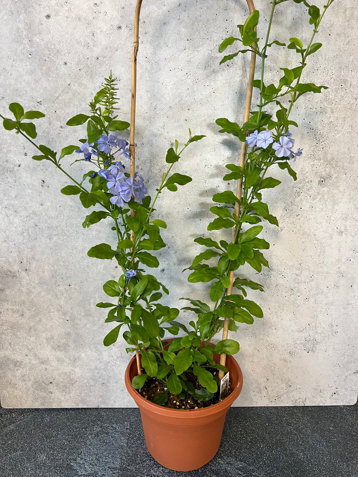 Tropical Plumbago