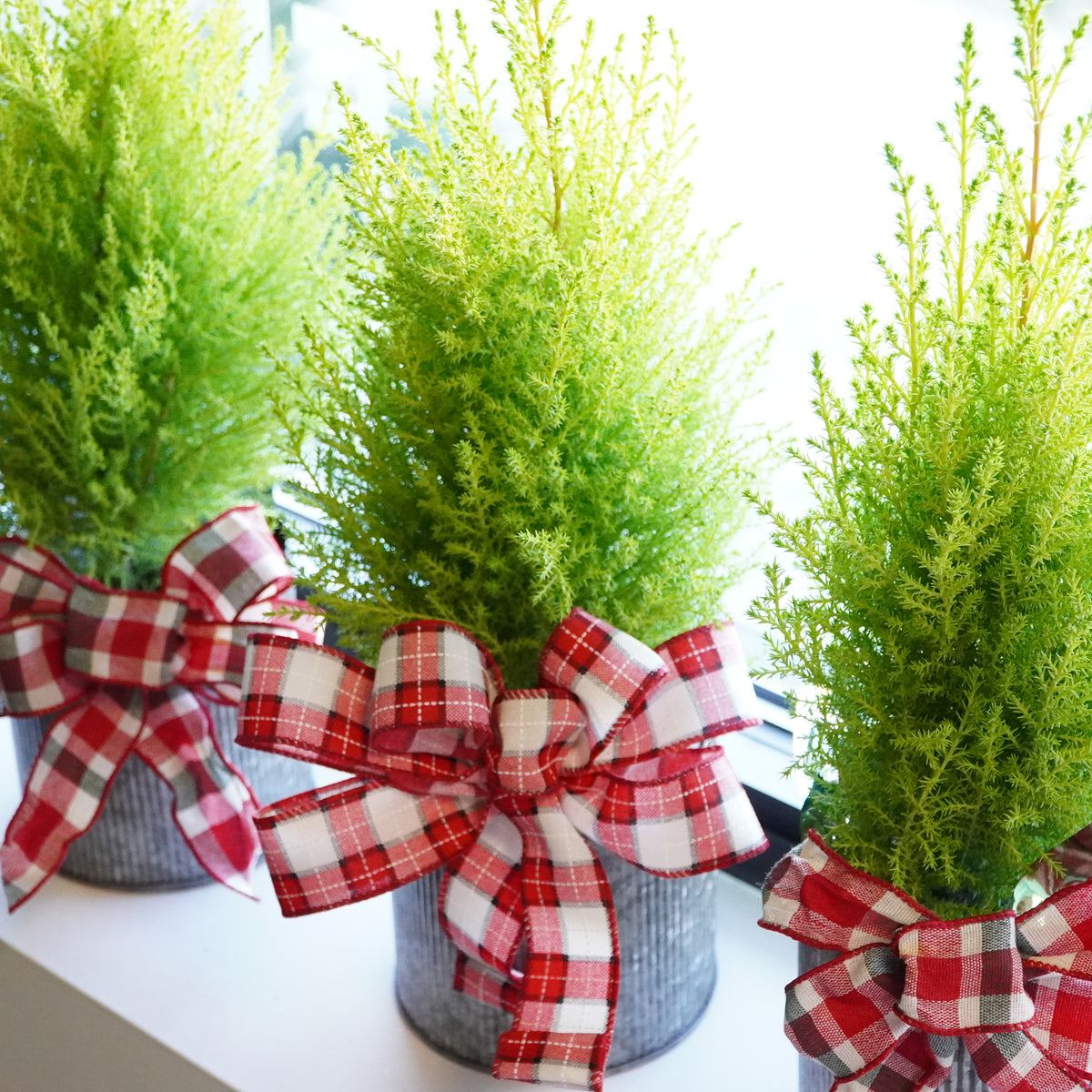 Lemon Cypress in Tin Pot