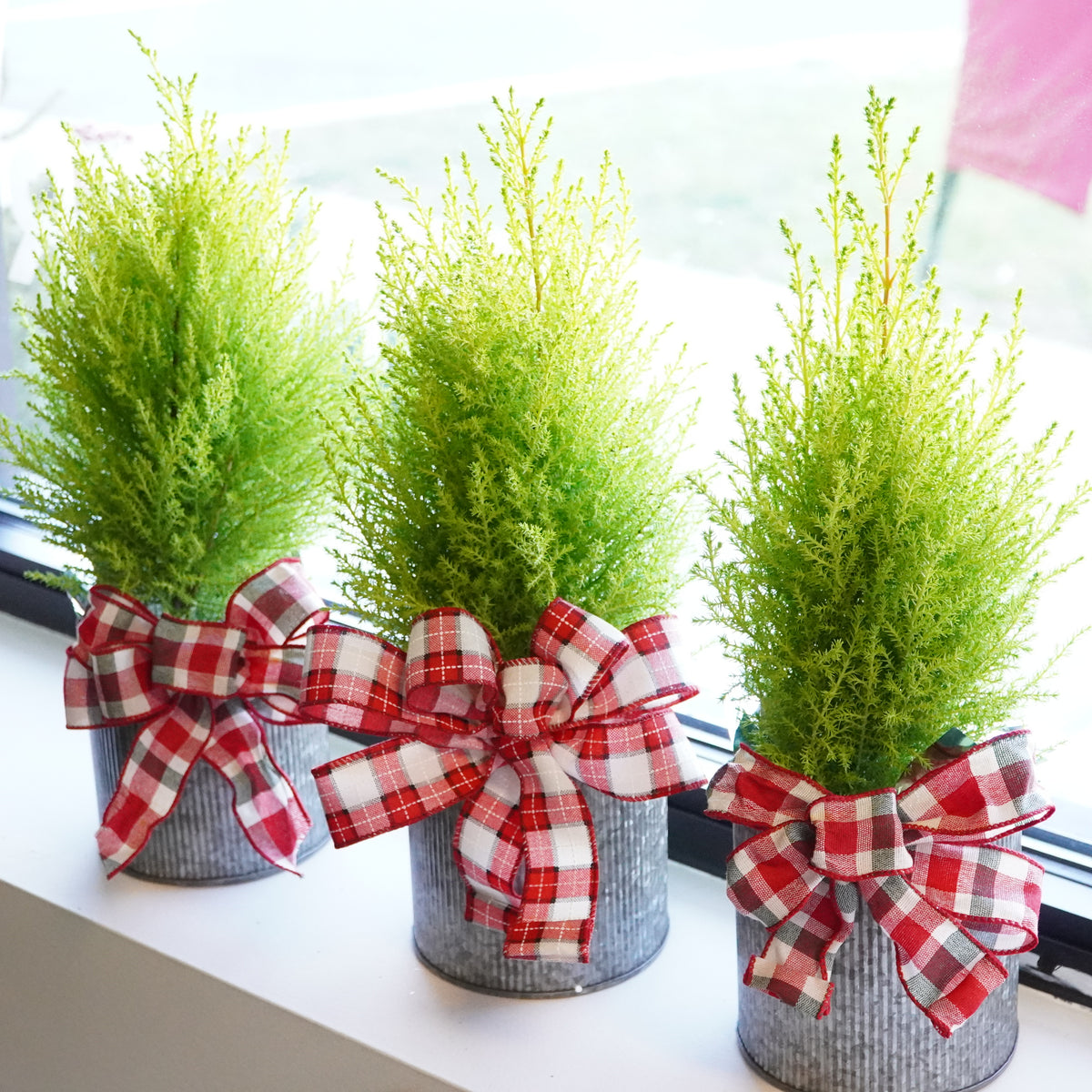 Lemon Cypress in Tin Pot