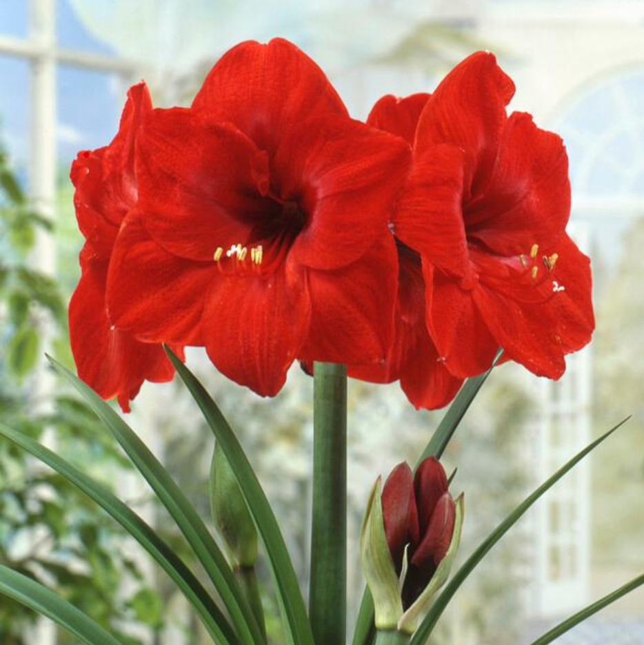 Amaryllis Red Lion