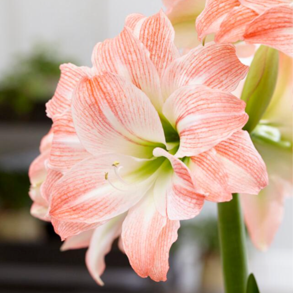 Amaryllis Giant Amadeus