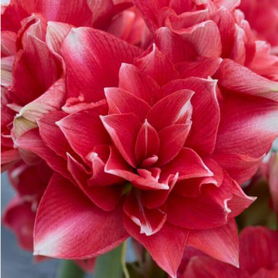 Amaryllis Double Dream