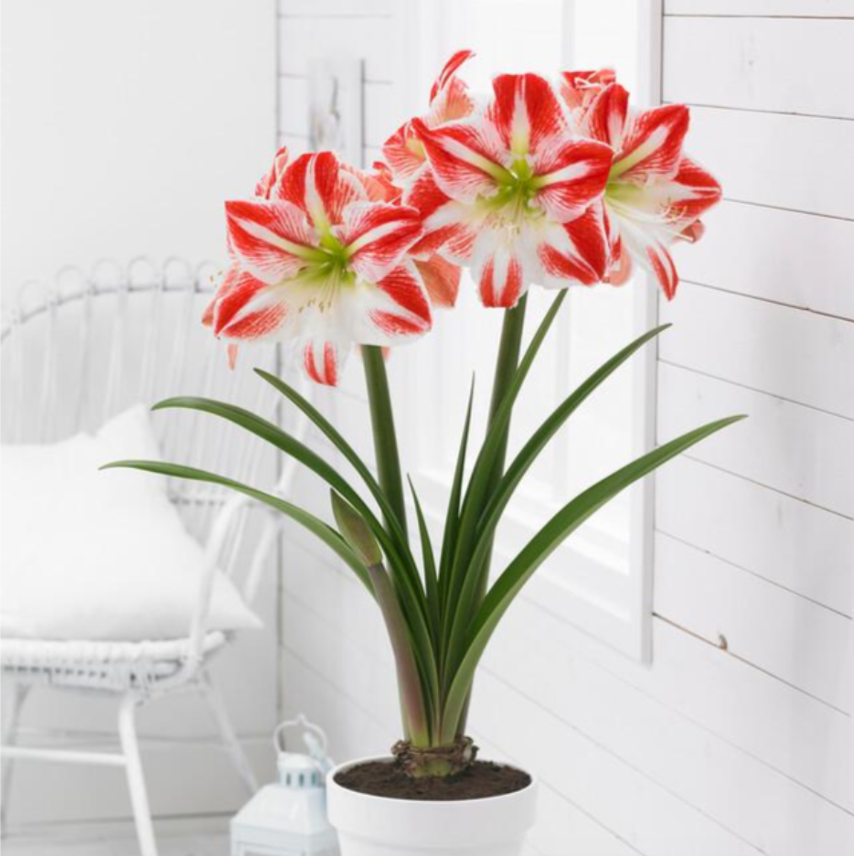 Amaryllis Sparticus