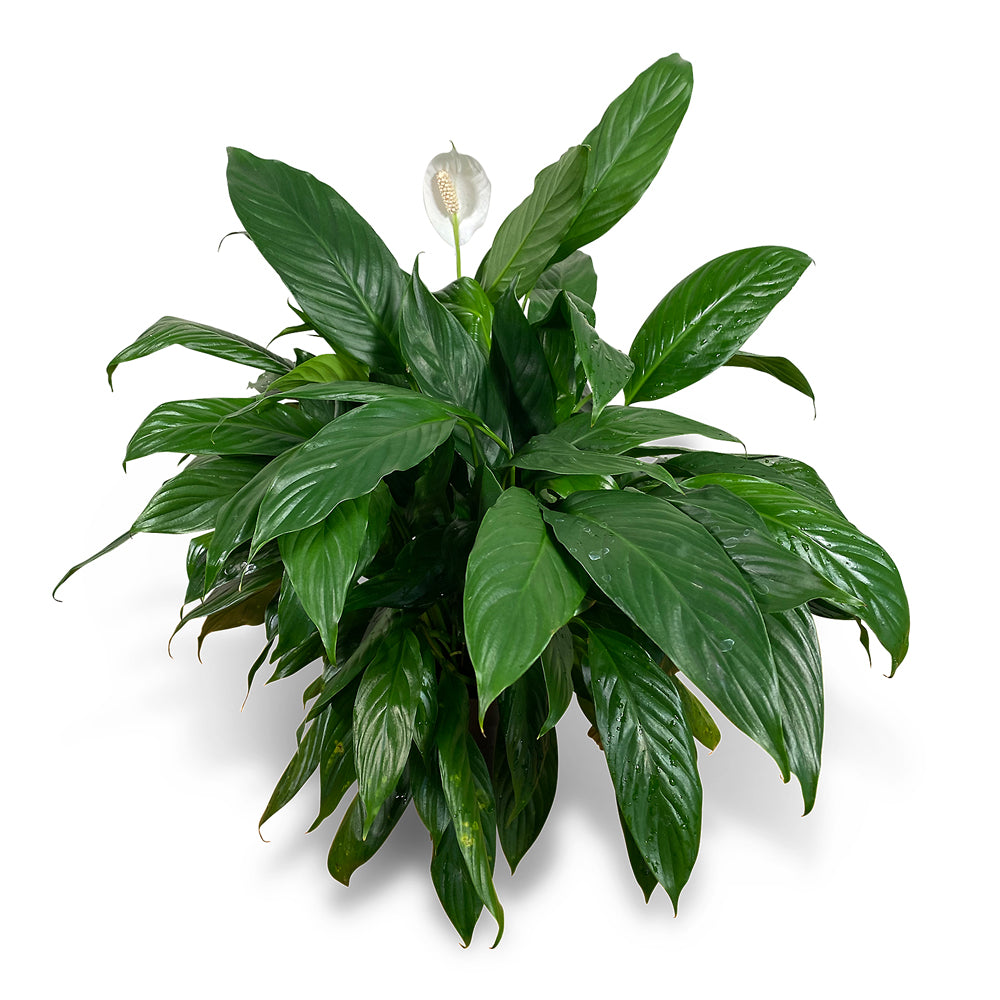 peace lily delivery