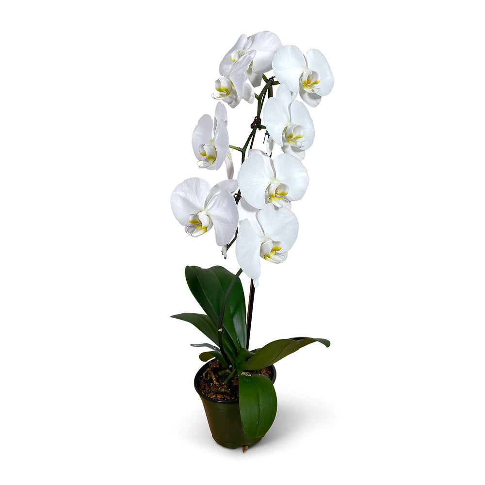 white orchid delivery