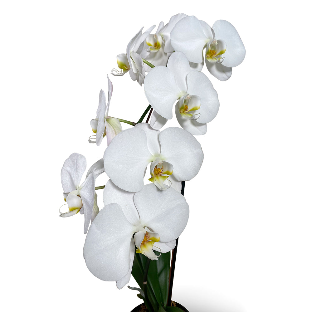 white orchid Albany NY